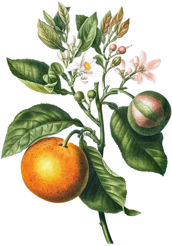 Image link