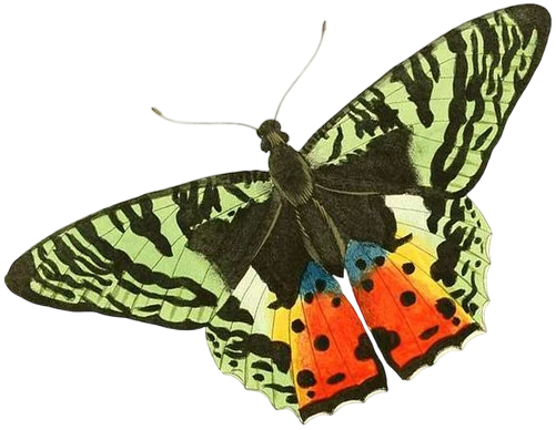 Image link