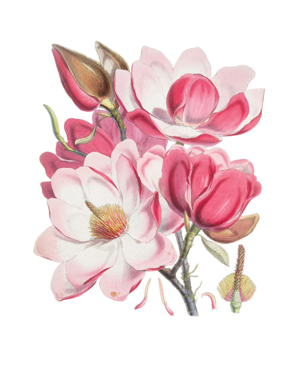 Image link