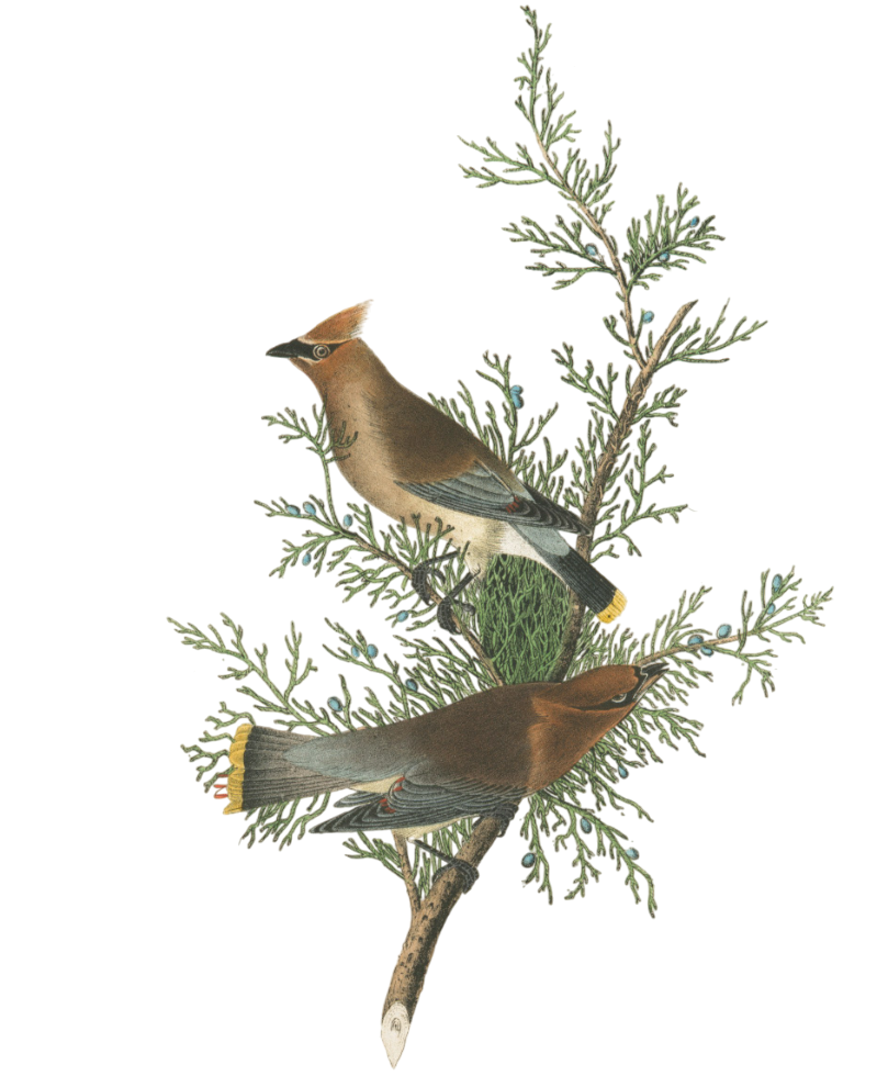 Image link